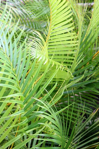 Tropical Leaf Background Pattern Areca Palm Tree Similar Sky Copy — Fotografia de Stock