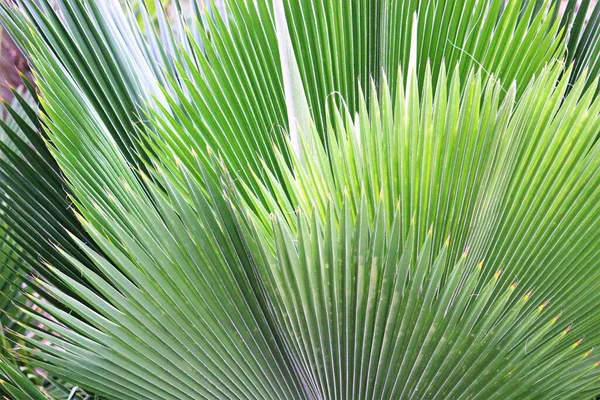 Padrão Fundo Folha Tropical Palmeira Similar Com Espaço Cópia Céu — Fotografia de Stock