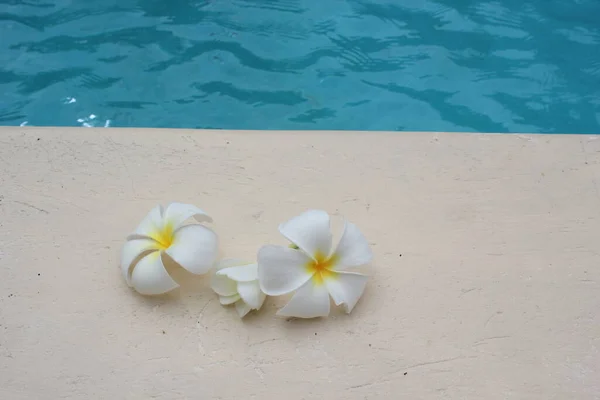 Квітка Франгіпані Тропічний Фон Біля Басейну Курортних Подорожей Копією Простору — стокове фото