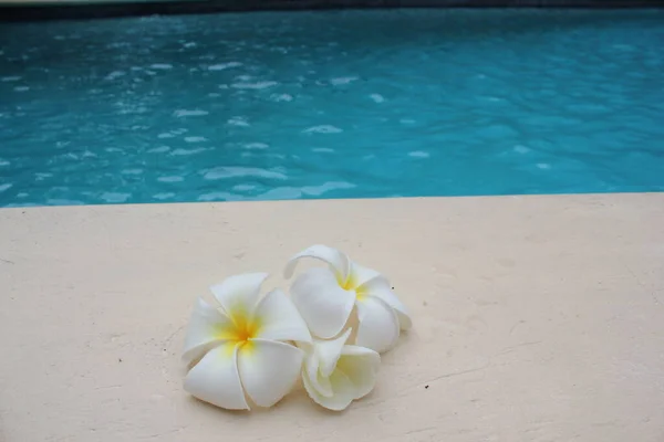 Frangipani Blomma Tropisk Poolside Bakgrund För Spa Resort Resa Med — Stockfoto