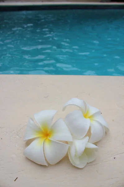 Frangipani Blomma Tropisk Poolside Bakgrund För Spa Resort Resa Med — Stockfoto