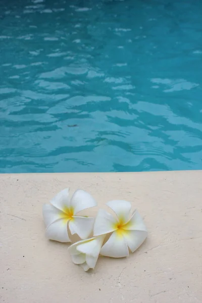 Frangipani Blume Tropischen Pool Hintergrund Für Kurort Reise Mit Kopie — Stockfoto