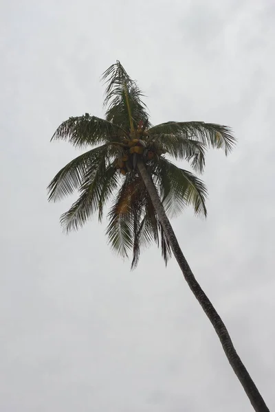 Palmy Zachód Słońca Drzewa Kokosowe Ocean Widok Aktualny California Karaiby — Zdjęcie stockowe