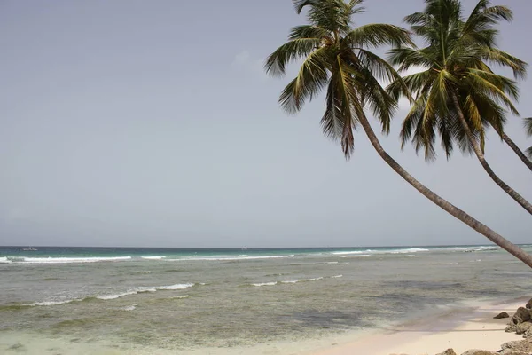 Palmeras Complejo Vacacional Playa Fondo Escénico — Foto de Stock