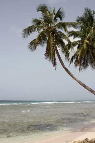 Palmy Plaży Wakacje Ośrodek Malownicze Tło — Zdjęcie stockowe