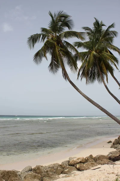 Palmy Plaży Wakacje Ośrodek Malownicze Tło — Zdjęcie stockowe