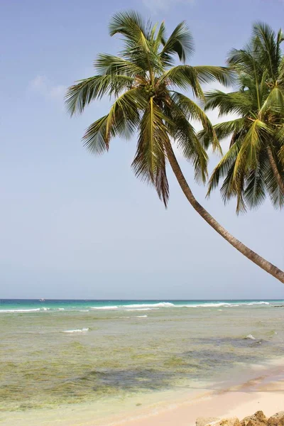 Palma Drzewo Tropikalne Plaża Tło Przestrzeń Kopiowania — Zdjęcie stockowe