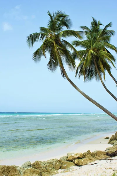 Palma Drzewo Tropikalne Plaża Tło Przestrzeń Kopiowania — Zdjęcie stockowe