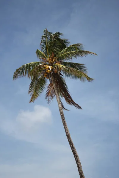 Palm Tree Tropical Beach Background Copy Space — Stock Photo, Image