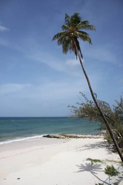 Palmboom Tropische Strand Achtergrond Met Kopieerruimte — Stockfoto