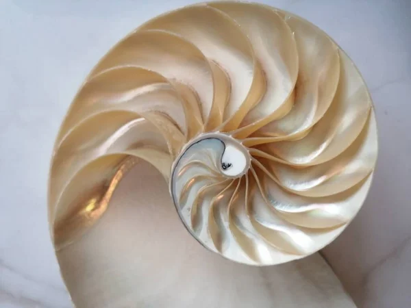 Skal Nautilus Pärla Fibonacci Sekvens Symmetri Tvärsnitt Spiral Struktur Gyllene — Stockfoto