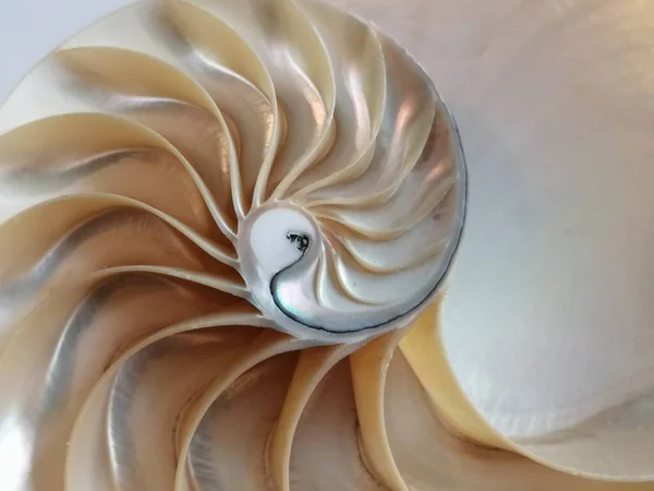 Shell Nautilus Pearl Fibonacci Sequence Symmetry Cross Section Spiral Structure —  Fotos de Stock