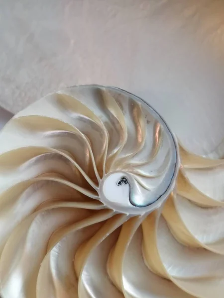 Shell Nautilus Pearl Fibonacci Sequence Symmetry Cross Section Spiral Shell 免版税图库图片