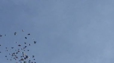 Sığırcık kuşu sürüsü gökyüzünde toplanıyor. Stok görüntüler halinde.