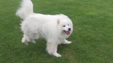 Samoed köpek çimlerin üzerinde parkta koşuyor.