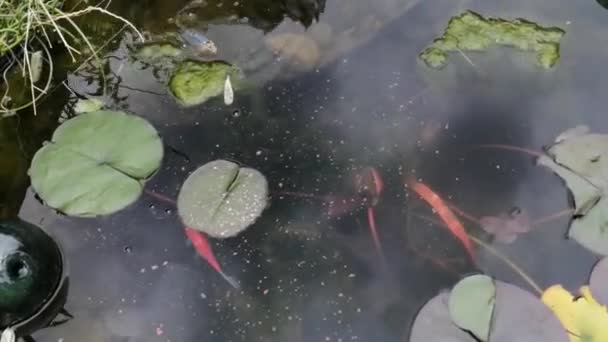 Pesci Rossi Dorati Che Nuotano Nel Laghetto Filmati Stock Acqua — Video Stock