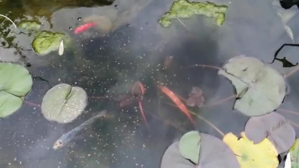 Pesci Rossi Dorati Che Nuotano Nel Laghetto Filmati Stock Acqua — Video Stock