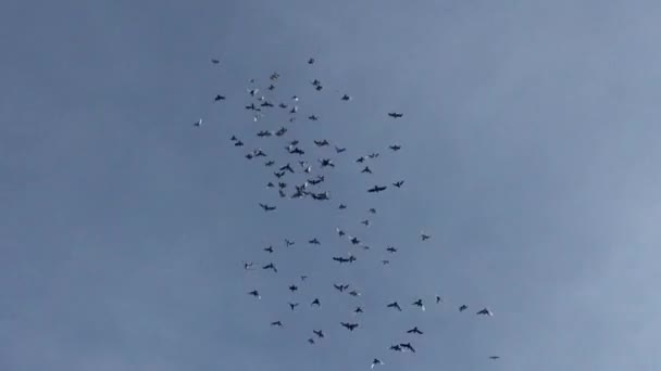 Stormo Uccelli Storno Piombare Nel Cielo Vorticoso Gruppo Stock Filmati — Video Stock