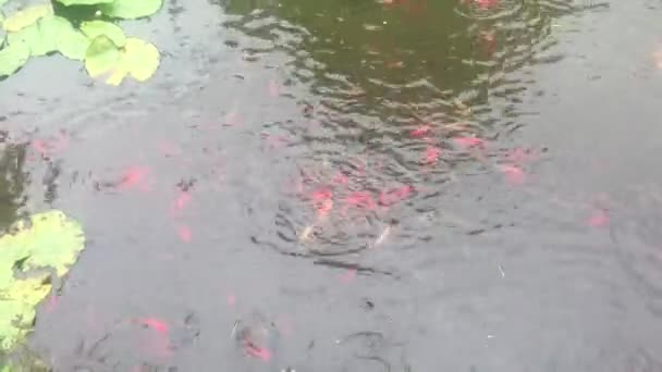 Pesci Rossi Dorati Che Nuotano Nel Laghetto Filmati Stock Acqua — Video Stock