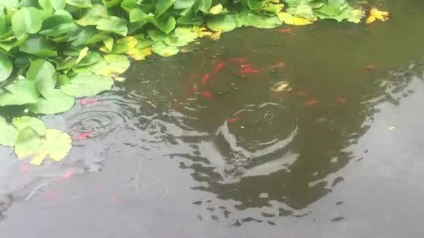 金鱼金鱼在池塘水塘里游泳的镜头 — 图库视频影像