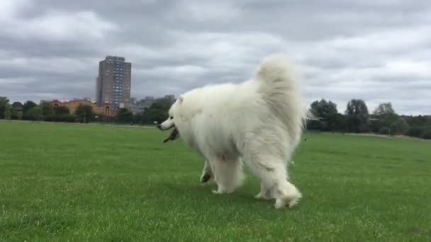 Самотній Собака Біжить Парку Траві — стокове відео