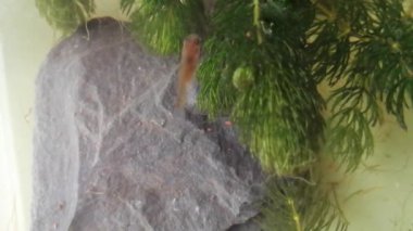 Yavru altın balık, gölet suyunda yüzüyor.