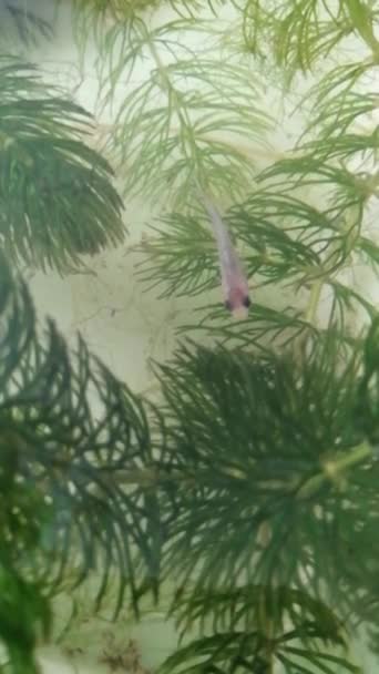 Yavru Altın Balık Gölet Suyunda Yüzüyor — Stok video