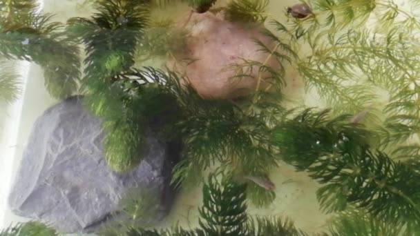 池の水の中で泳ぐ金魚の赤ちゃん — ストック動画