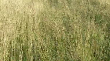 Fotokopi alanı ile rüzgar esintisi arka planında çim çayırı