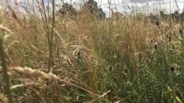 Fotokopi alanı ile rüzgar esintisi arka planında çim çayırı