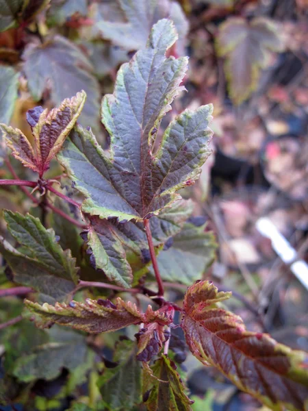 Bitki fidanlıkta Physocarpus opulifolius Bukalemun