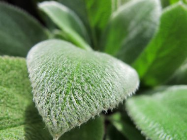 Stachys byzantina veya 