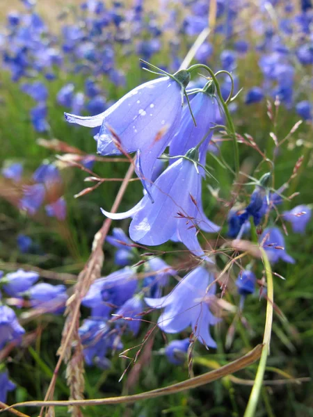 Summer Field Delightful Campanulas — Stock Photo, Image