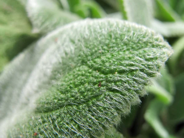 Stachys byzantina veya 