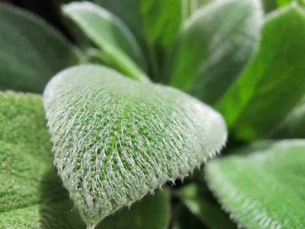Stachys byzantina veya 