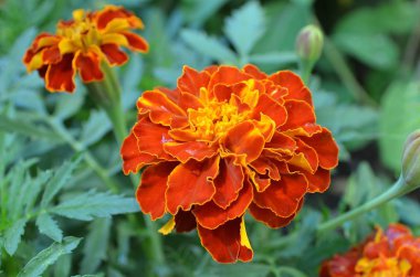 Sarı turuncu etiketler bahçede.