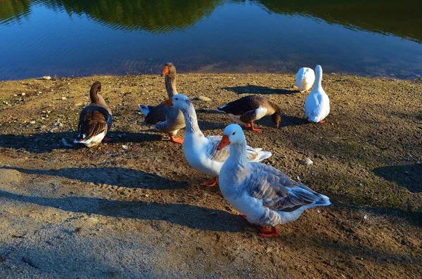 Una Bandada Gansos Junto Lago —  Fotos de Stock