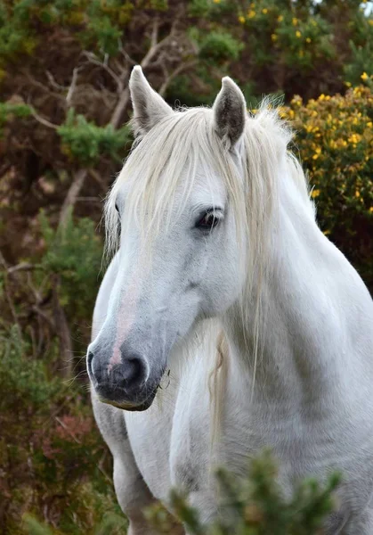 Retrato de um belo cavalo branco na Irlanda . — Fotografia de Stock