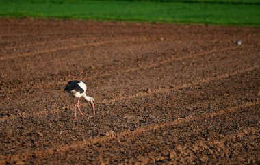 Sürülmüş bir tarlada bir leylek.
