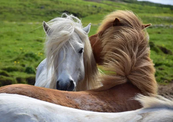 친구. 아이슬란드 말 두 마리가 서로 손질을 합니다.. — 스톡 사진