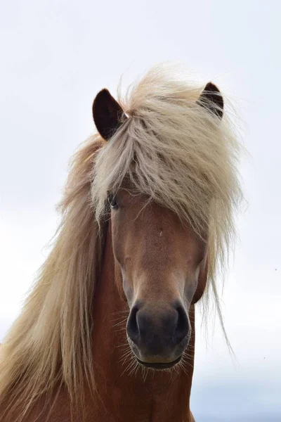 Portrait of a beautiful Icelandic stallion, flaxen chestnut. Stock Picture