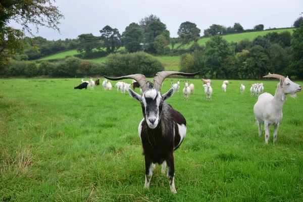 En flock getter på Irland med en get framför. — Stockfoto