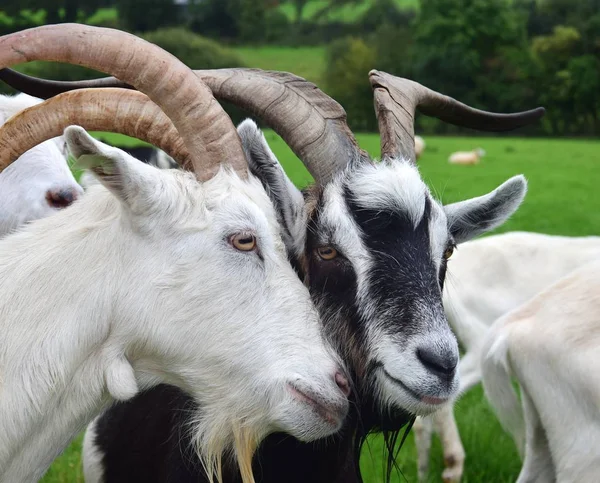 Two goats putting their heads together. Ireland. — Stock Photo, Image