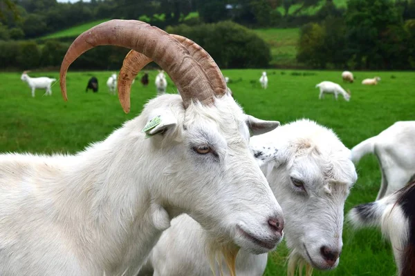 Portrait of a white goat. Ireland. — Stock Photo, Image