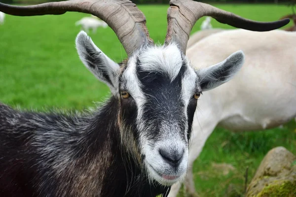 Portrait of a male goat, Ireland. — Stock Photo, Image