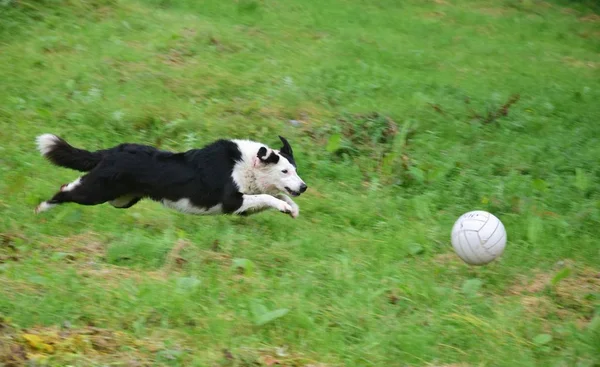 Spelen van de hond. — Stockfoto