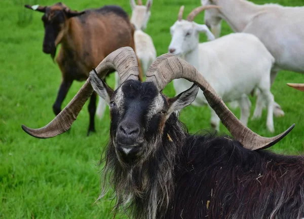 Porträtt av en imponerande manlig get, en ögonblind. Irland. — Stockfoto