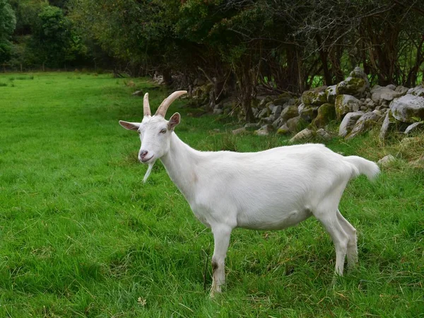 White goat in Ireland. — Stock Photo, Image