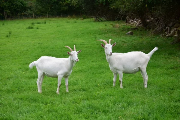 Two male goats in Ireland. — Stock Photo, Image