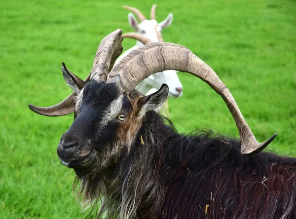Portrait of an impressive male goat. — Stock Photo, Image